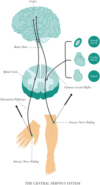 Acupunctuur bij angst