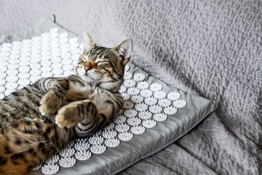 Spijkermat versus acupunctuur