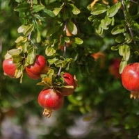 Acupuncture and getting pregnant