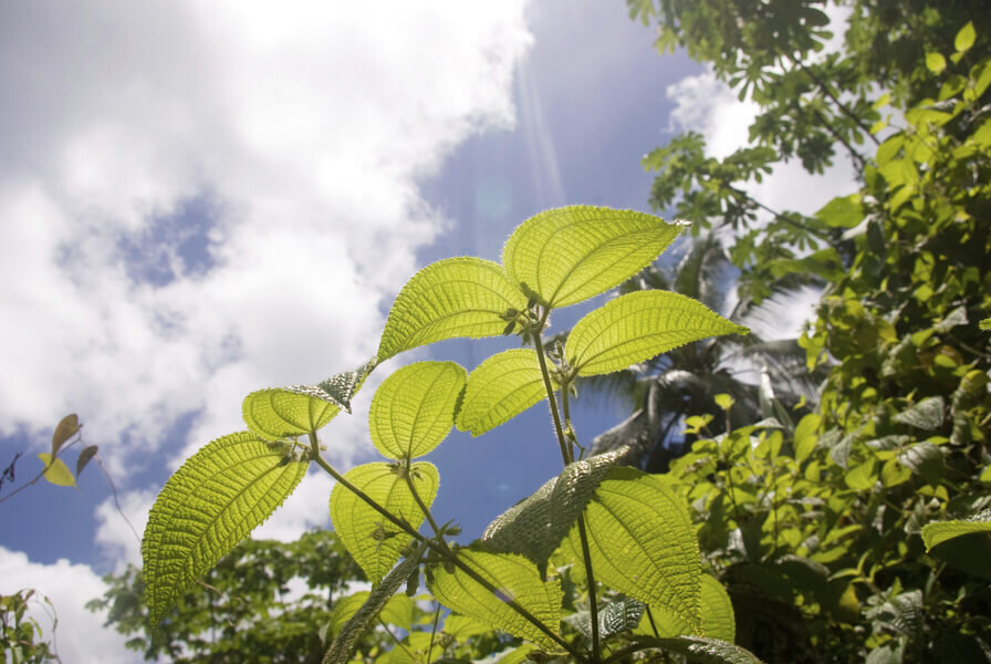 Acupunctuur en stoppen met roken