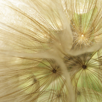 Acupunctuur voor hooikoorts