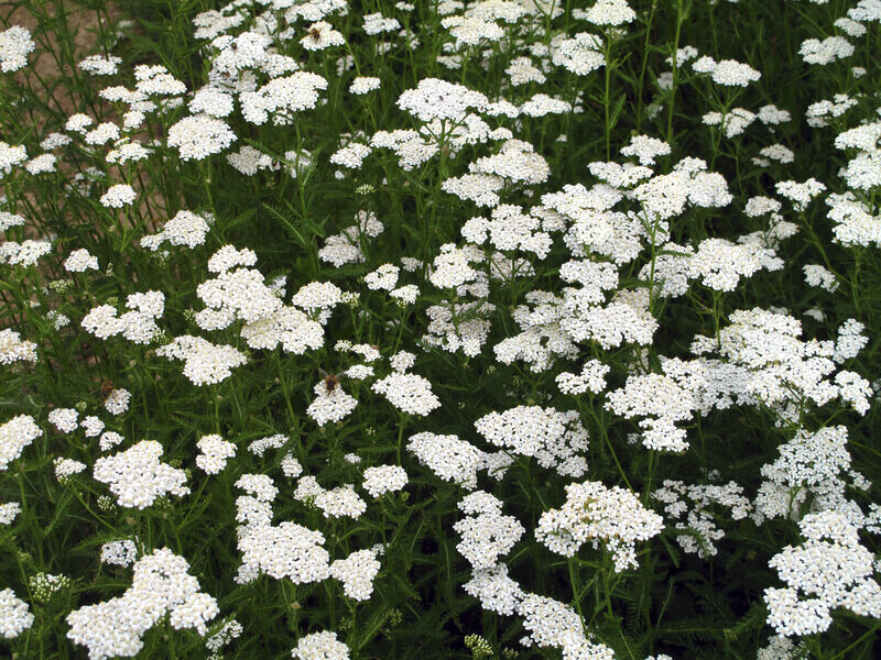 Acupunctuur en maag- en darmklachten