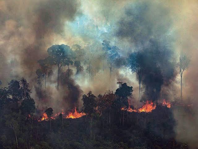 fires in amazon rainforest