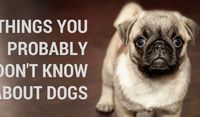 12 Amazing & Unbelievable Facts About Dogs From History 12 Amazing & Unbelievable Facts About Dogs From History