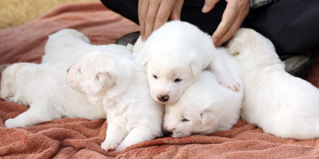 Did Kim Jongun Just Order The North Koreans To Eat Their Pet Dogs? AsViral