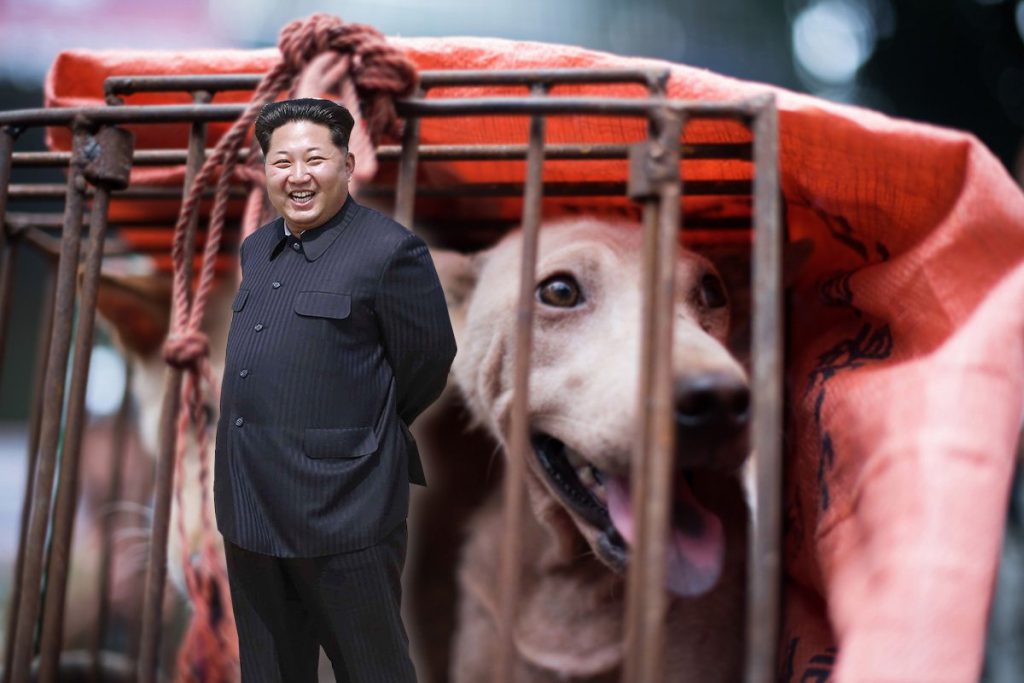 Did Kim Jongun Just Order The North Koreans To Eat Their Pet Dogs? AsViral
