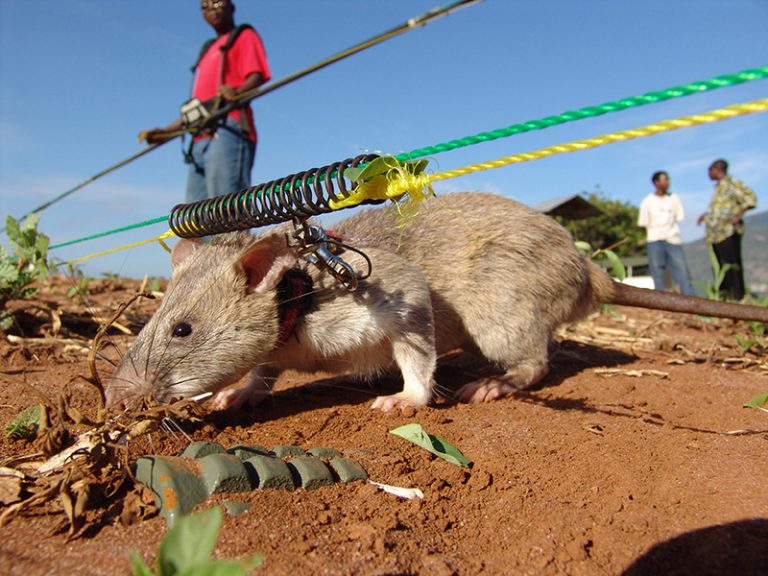 This Hero Rat Can Detect Bombs 200 Times Faster Than Military Bomb Squads AsViral