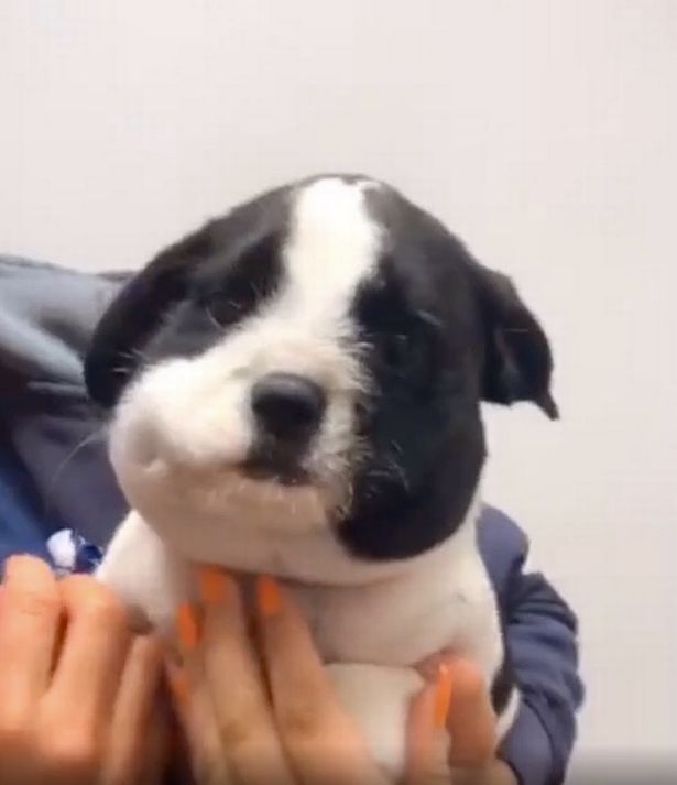 Eating Bee Leaves Puppy 'BuffedUp' AsViral