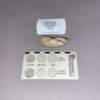 Two fragments of white clay pipe bowl placed together