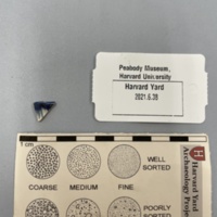 Shell edge pearlware plate  rim sherd .jpg