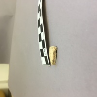 Side profile of tin-glazed sherd. This photo of the sherd shows its very slight curvature, suggesting that the sherd may have come from a relatively flat vessel such as a plate.