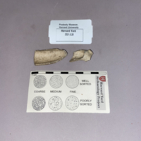 Two fragments of white clay pipe bowl separated