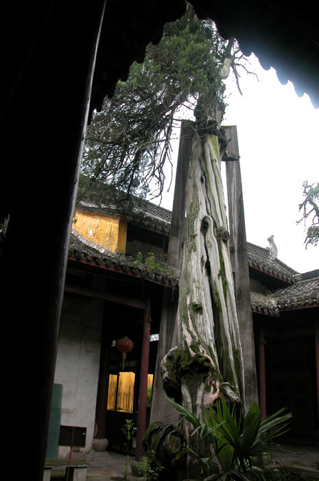 One thousand years old cypress on the right side of the courtyard One thousand years old cypress on the right side of the courtyard