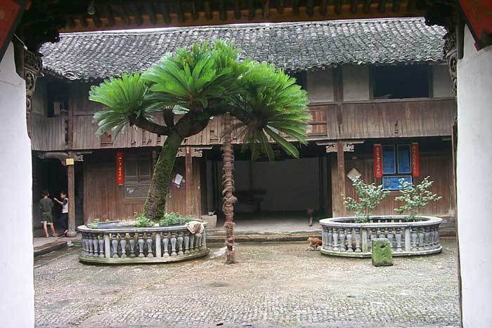 Overview of the courtyard. The tree is believed to have been five hundred years old.