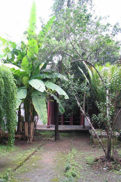 view of right courtyard with plantain, weeping tree, and cypress