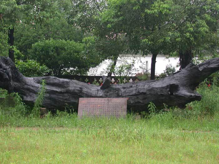 The remainder of an old tree, displayed in the courtyard. The remainder of an old tree, displayed in the courtyard.