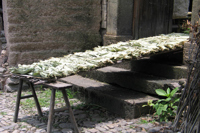 dried corn in front of house