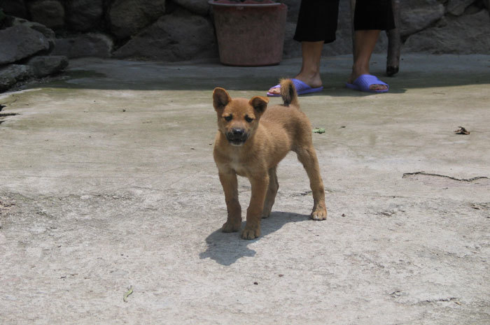 village puppy
