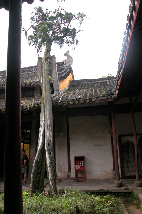One thousand years old cypress on the left side of the courtyard