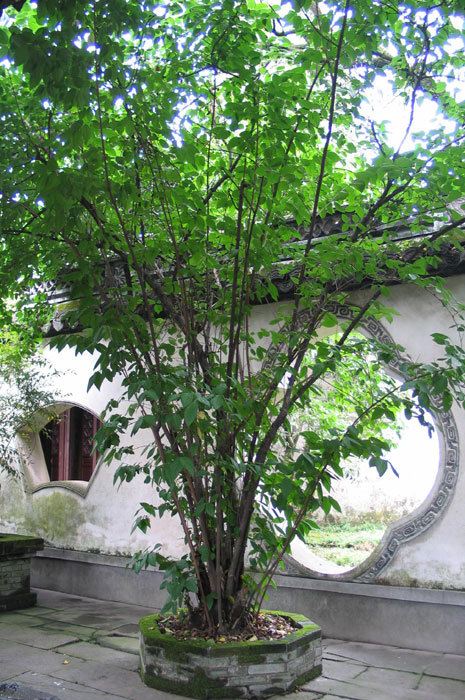 view of quatrefoil window from main courtyard