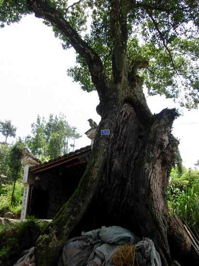 Madam Camphor, a camphor tree by the temple Madam Camphor, a camphor tree by the temple