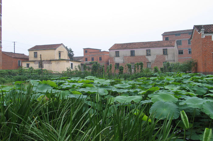 A nearby pond-2 A nearby pond-2