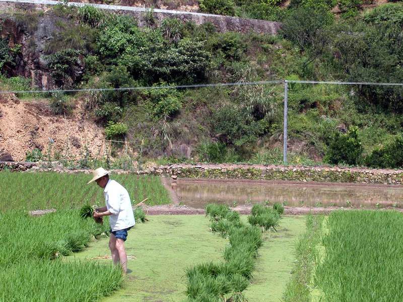 A villager planting rice seeds in the field outside of the village A villager planting rice seeds in the field outside of the village