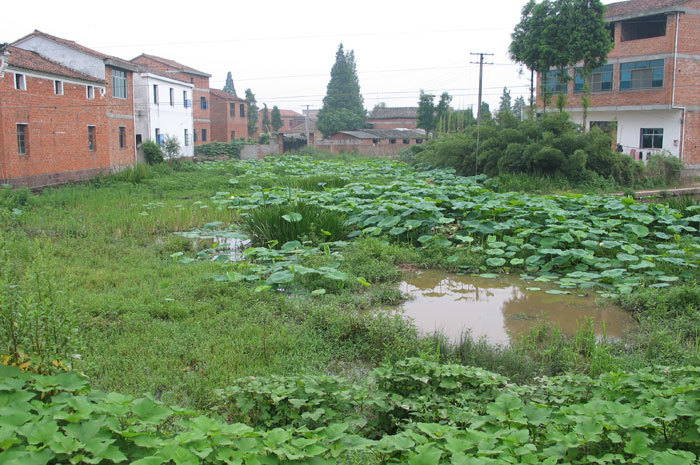A nearby pond-1 A nearby pond-1