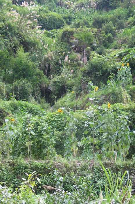 sunflowers on the mountain