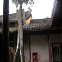 One thousand years old cypress on the left side of the courtyard