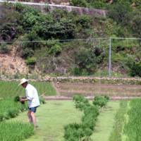 A villager planting rice seeds in the field outside of the village