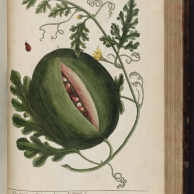 Blackwell E 1737 pl 157 Watermellon.jpg