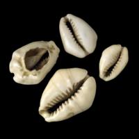 Cowrie money, used in the Kingdom of Bambara, Africa