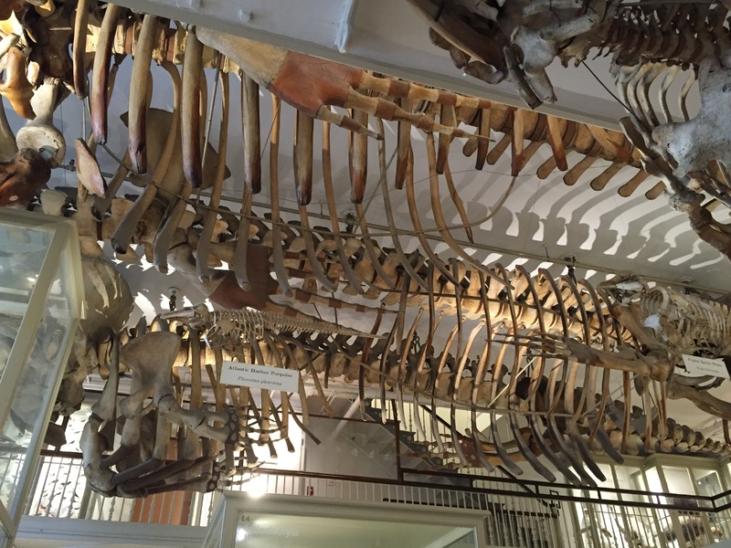 whales.JPG whales.JPG