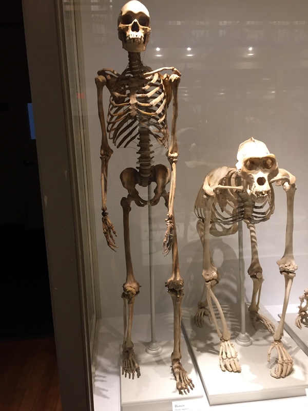 skeleton.JPG skeleton.JPG