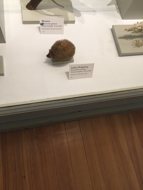 hedgehog.JPG hedgehog.JPG