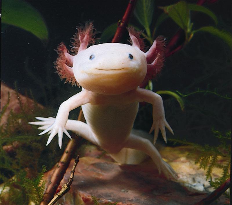 axolotl 03.jpg