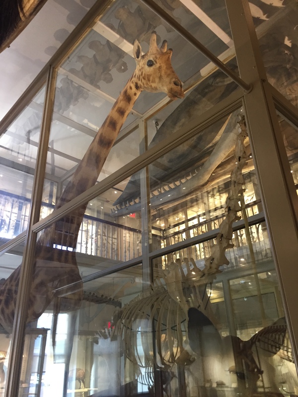 giraffe.JPG giraffe.JPG