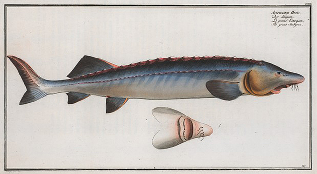 acipenser-huso-the-great-sturgeon-e0f960.jpg