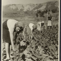 farmers collecting tea leaves
