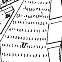 "U. City vineyard" (Kiev)