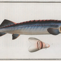 Great sturgeon