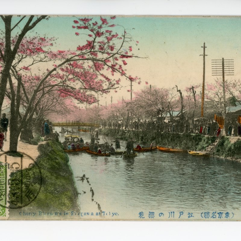 https://tokyovisualdatabase.s3.amazonaws.com/Cherry Blossom's in ___001.jpg