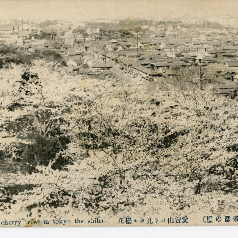 https://s3.amazonaws.com/tokyovisualdatabase/Shiba.2.001.jpg