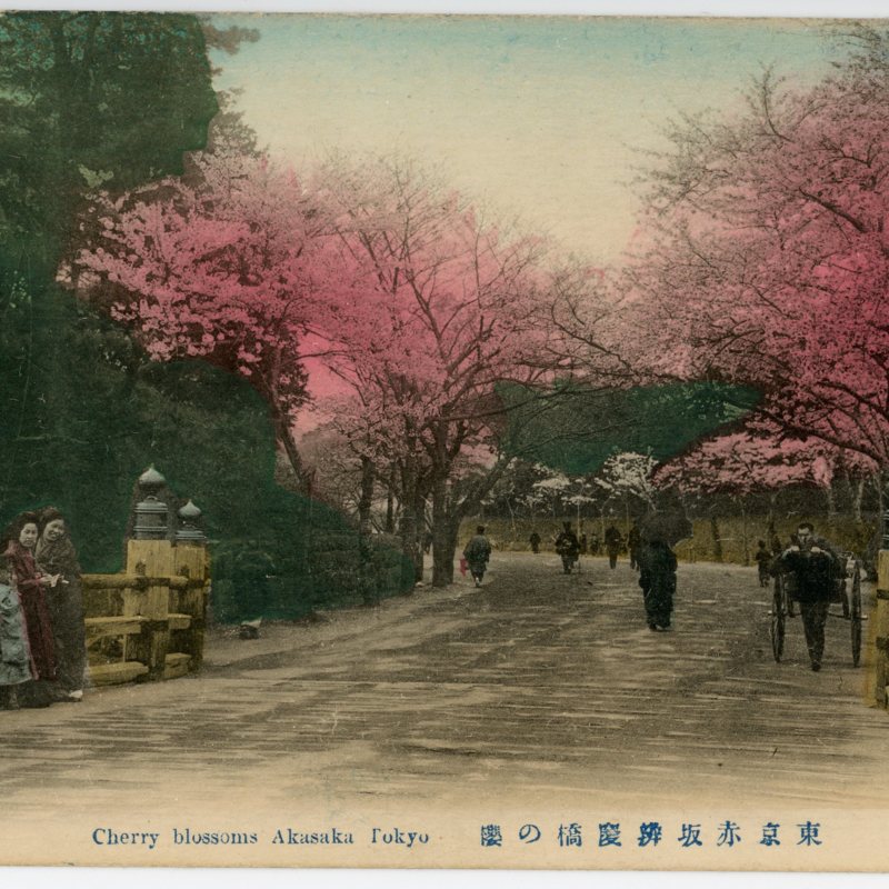 Tokyo Akasaka benkeibashi no sakura