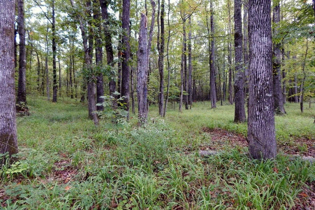 Exquisite 110 Acres (+/) in Eatonton (Previously Listed) Atlanta