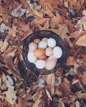 eggs in a basket