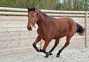 caballo en picadero