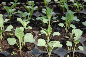 semilleros con plantas