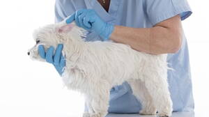 asistente veterinario